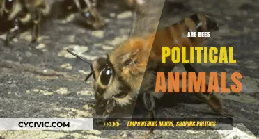 Do Bees Engage in Political Behavior? Exploring Social Insect Dynamics