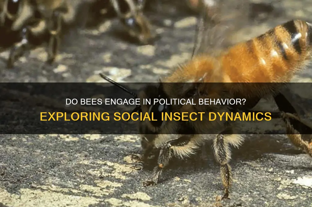 are bees political animals