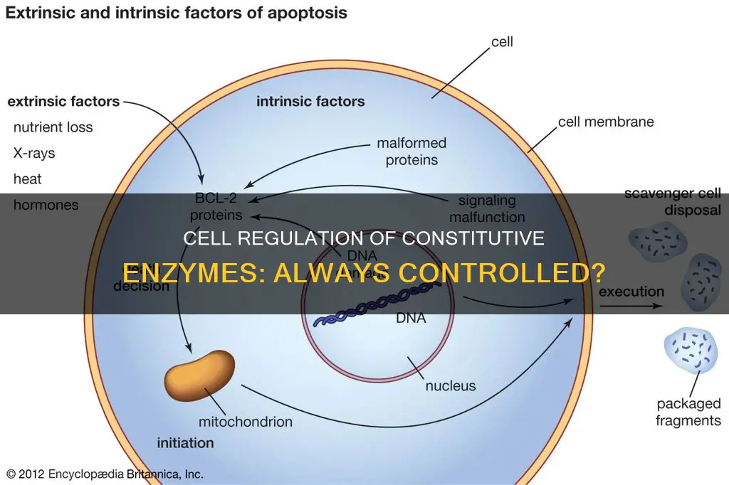 are constitutive enzymes always being regulated by the cell