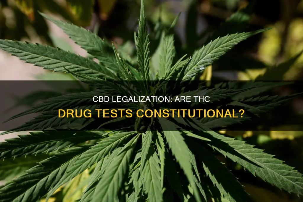 are drug tests for thc constitutional if cbd is legal
