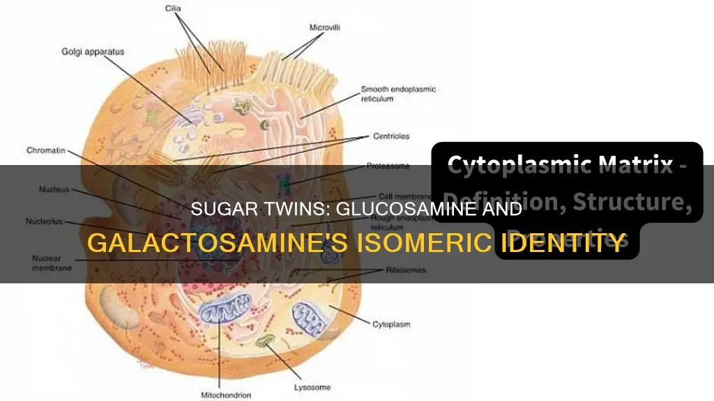 are n-acetyl-d-glucosamine and n-acetyl-d-galactosamine constitutional isomers