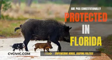 Pigs' Constitutional Rights: Florida's Unique Legal Protection