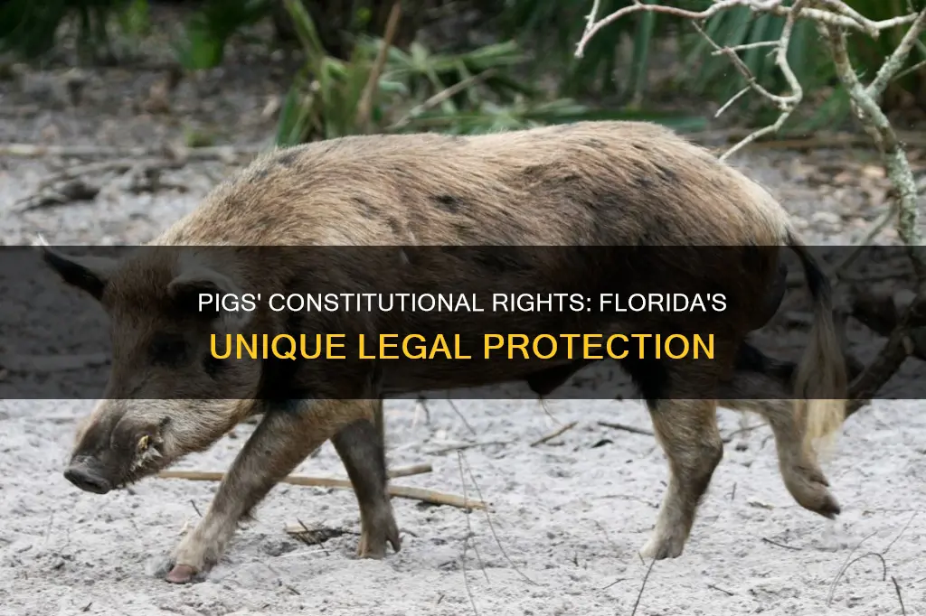 are pigs constitutionally protected in florida