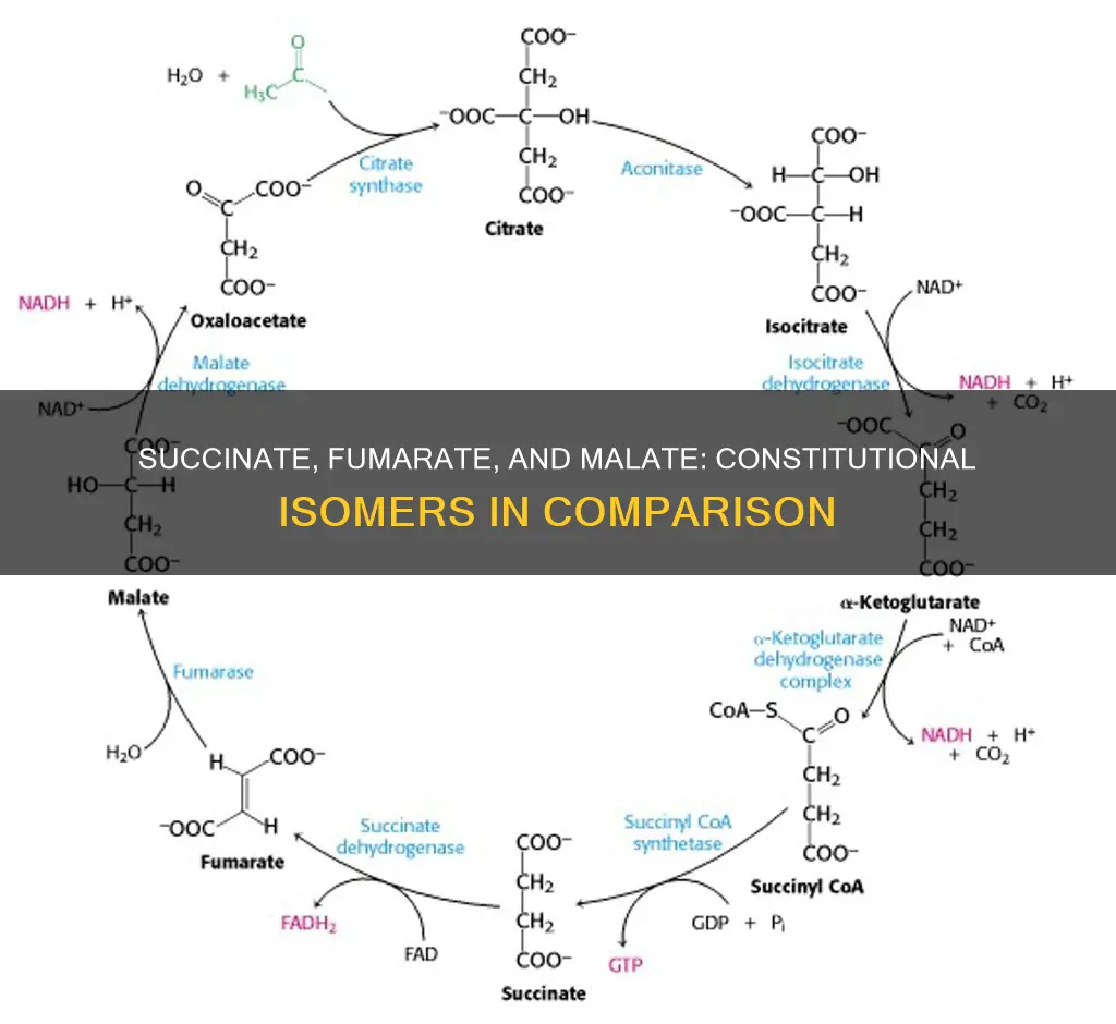are succinate fumarate and malate constitutional isomers of each other