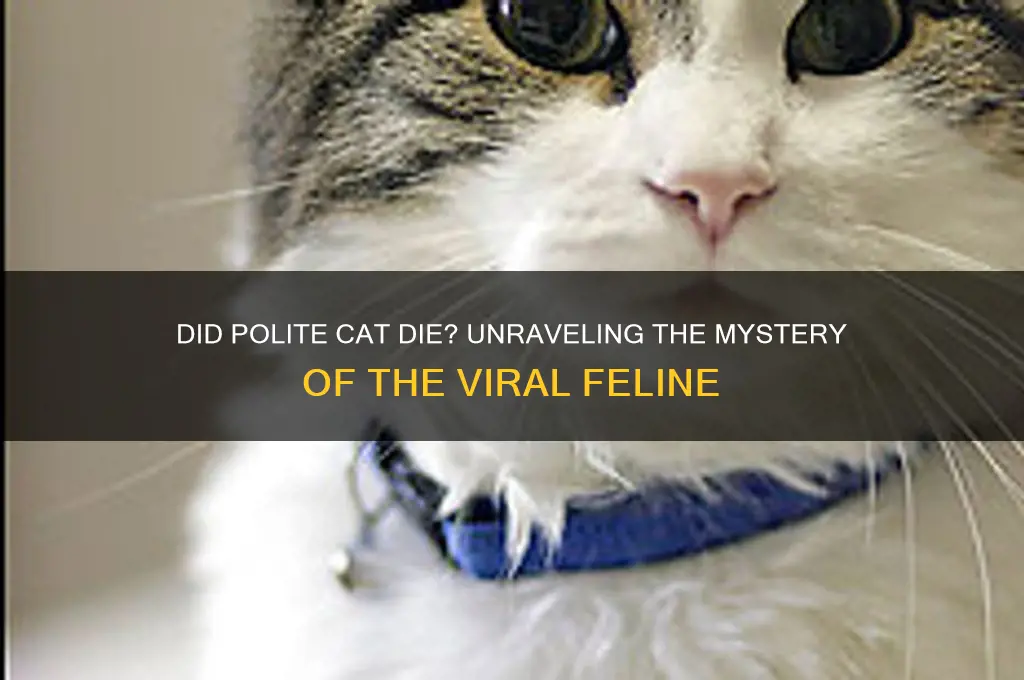 did polite cat die