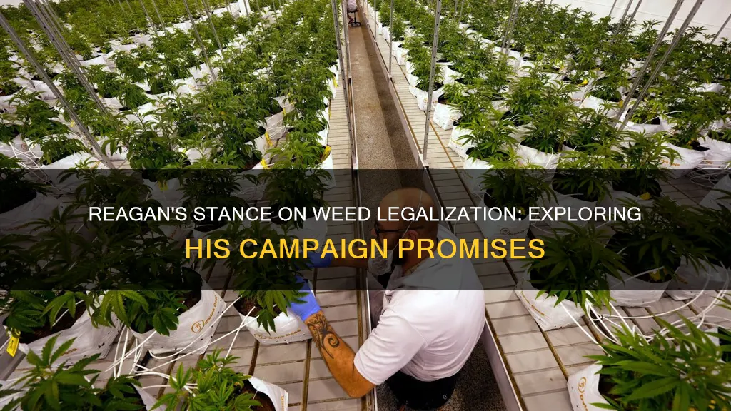 did reagan want to legalize weed in his political campaign