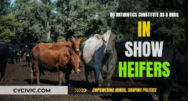 Antibiotics as Drugs: Show Heifers and Their Health