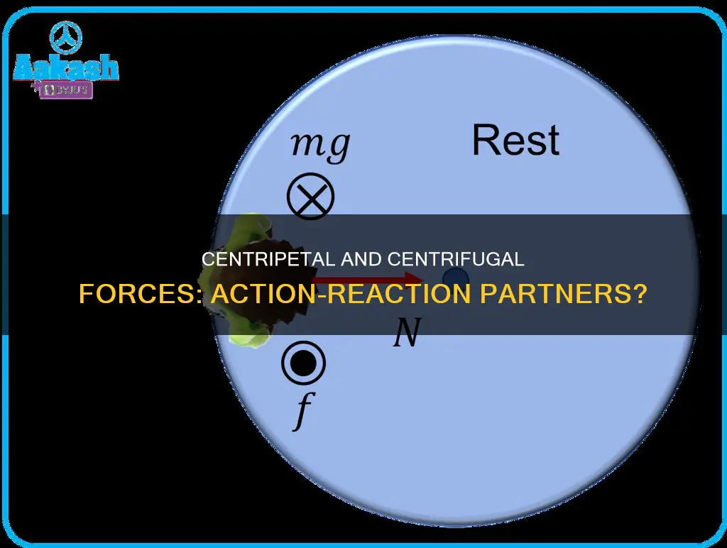 do centripetal and centrifugal force constitute action reaction pair