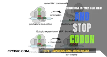 Enzyme Function: Start-Stop Codon Mystery