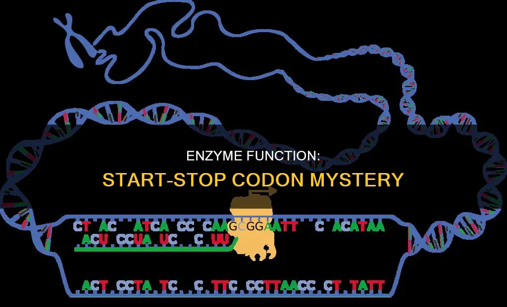 do constitutive enzymes have start and stop codon