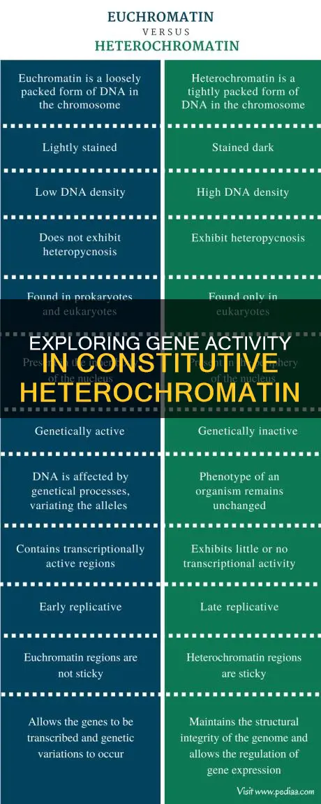 do constitutive heterochromatin have genes that are constituively active