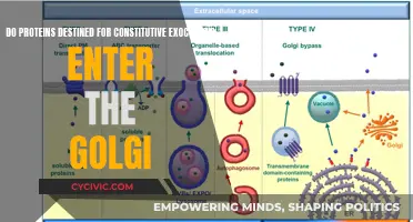 The Intriguing Journey of Proteins: Golgi Body Involvement