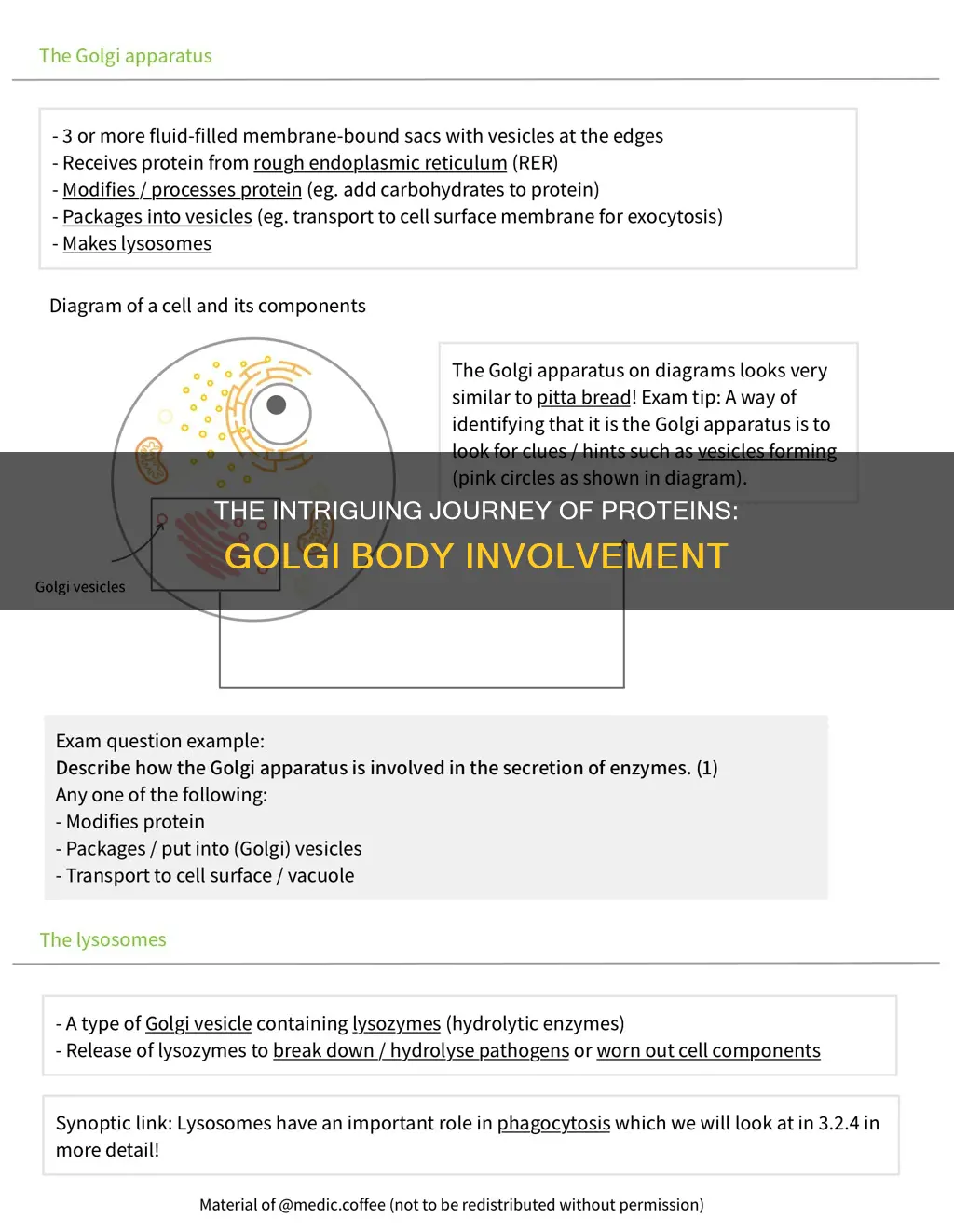 do proteins destined for constitutive exocytosis enter the golgi
