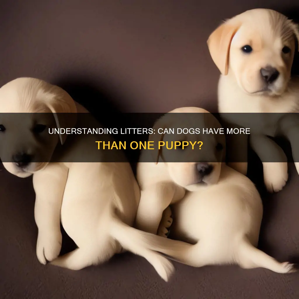 does a dog litter constitute more than 1 puppy