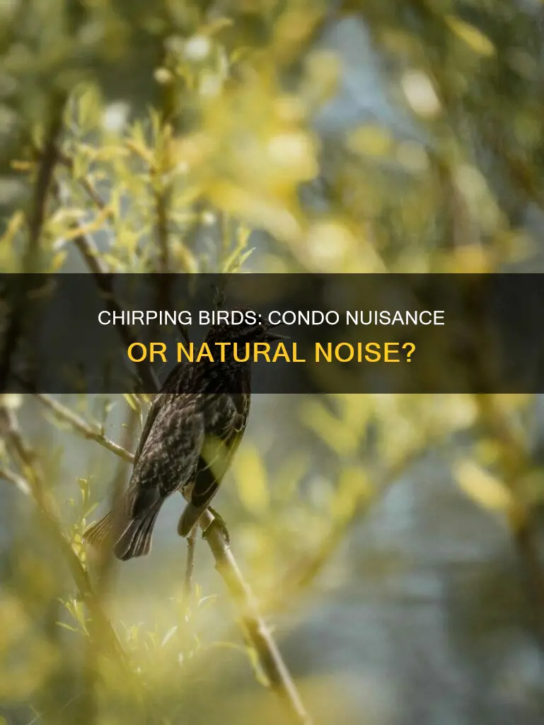 does a loud chirping bird constitute a condo nusiance