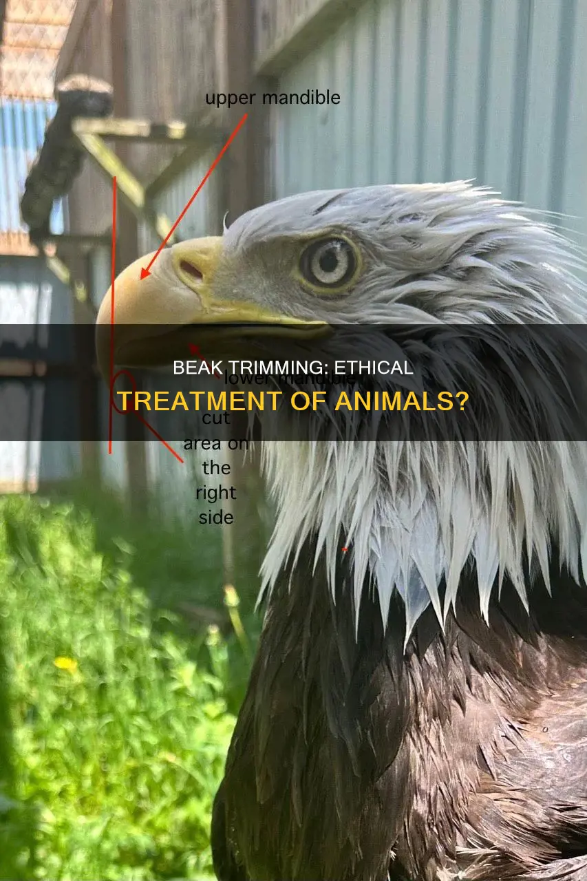 does beak trimming constitute an ethical way to treat animals