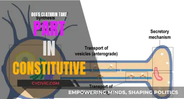 Clathrin's Role in Constitutive: Explained in a Nutshell