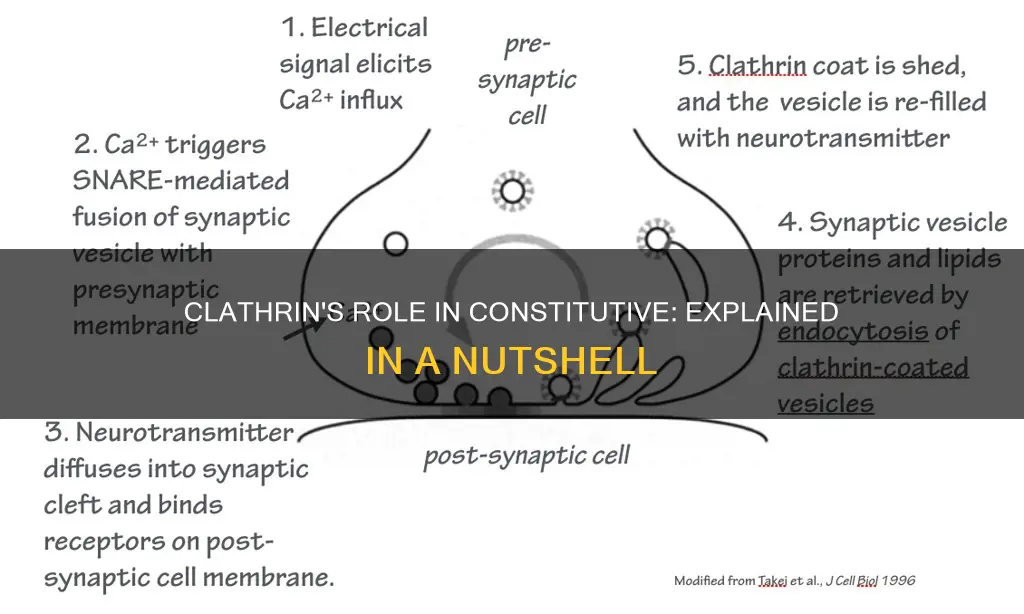 does clathrin take part in constitutive