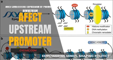 Promoter Expression: Downstream Impact on Upstream Activity