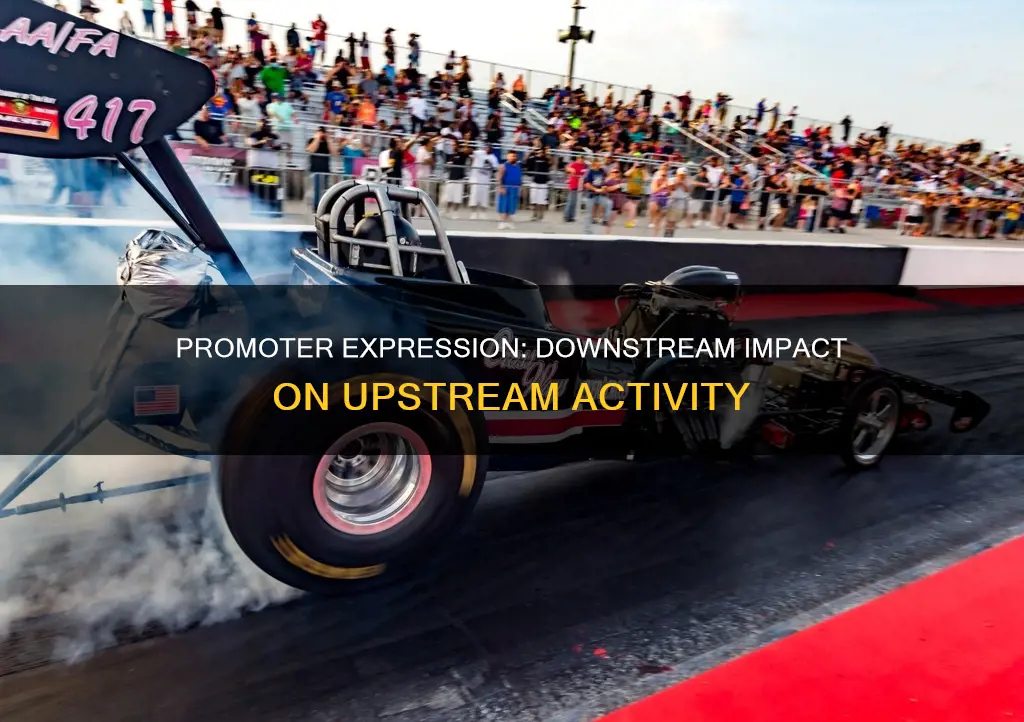 does constitutive expression of promoter downstream afect upstream promoter