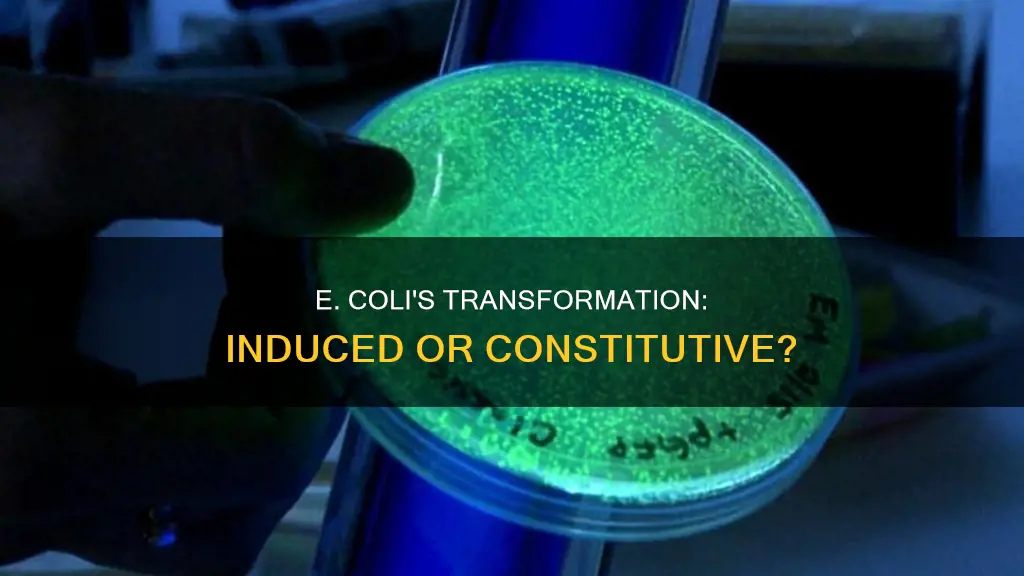 does e coli use constitutive or induced transformation