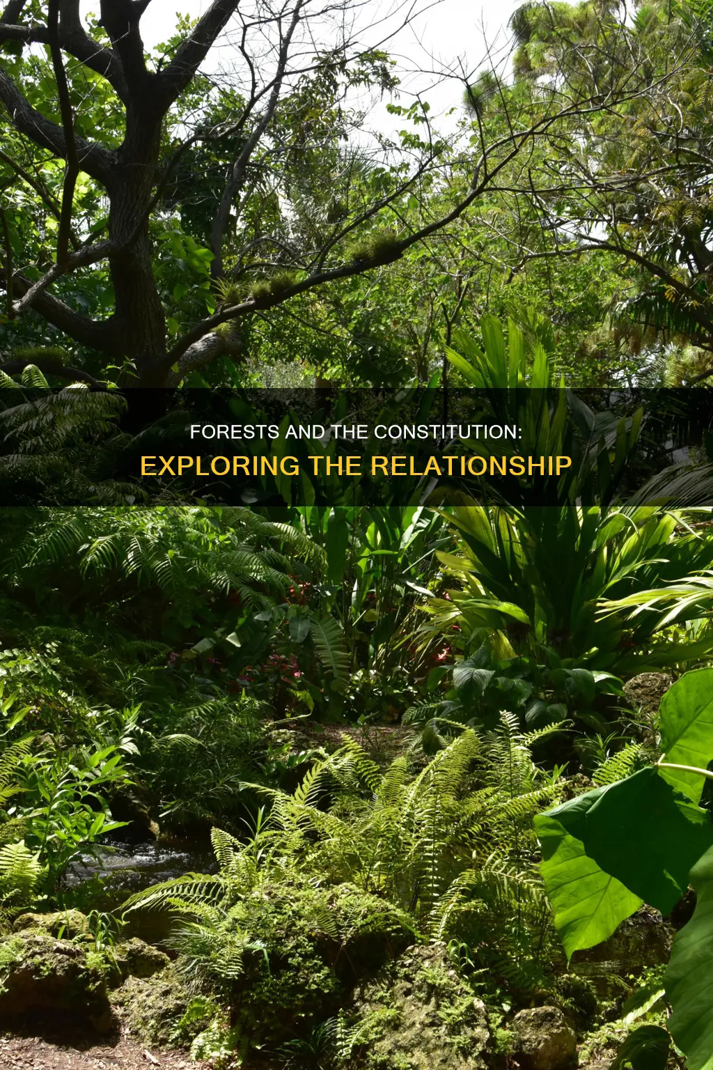 does it talk about forests in the constitution