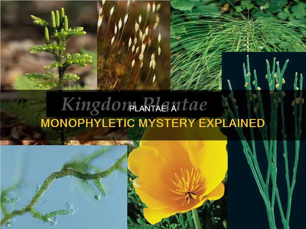 does kingdom plantae constitute a monophyletic group explain
