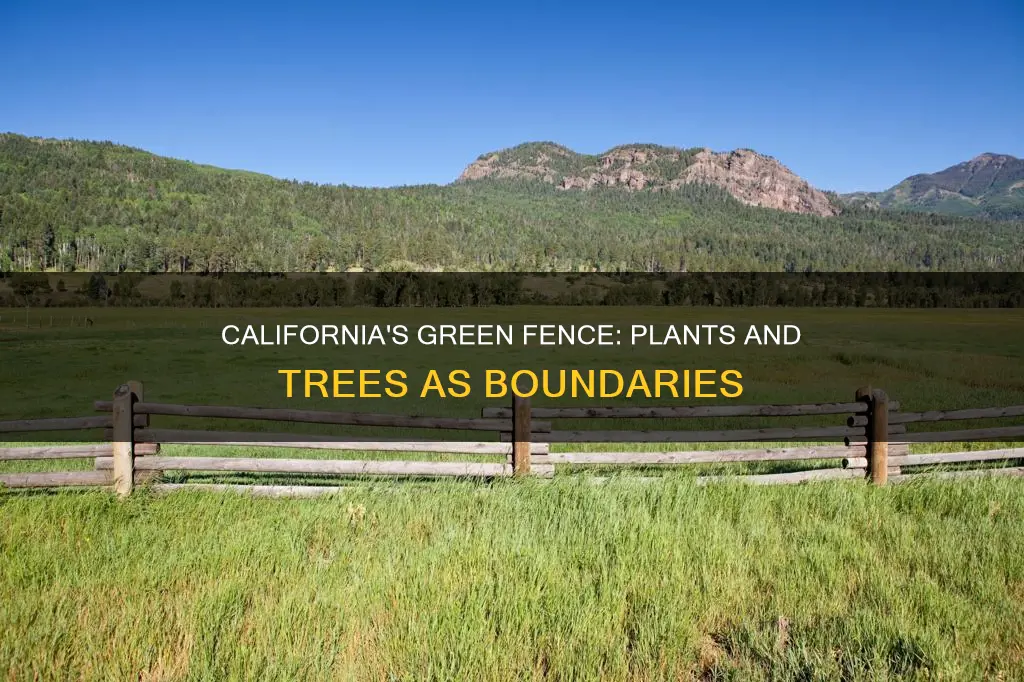 does plants or trees constitute a fence in california