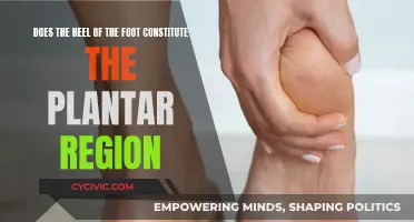 Understanding the Plantar Region: Heel Inclusion Explored