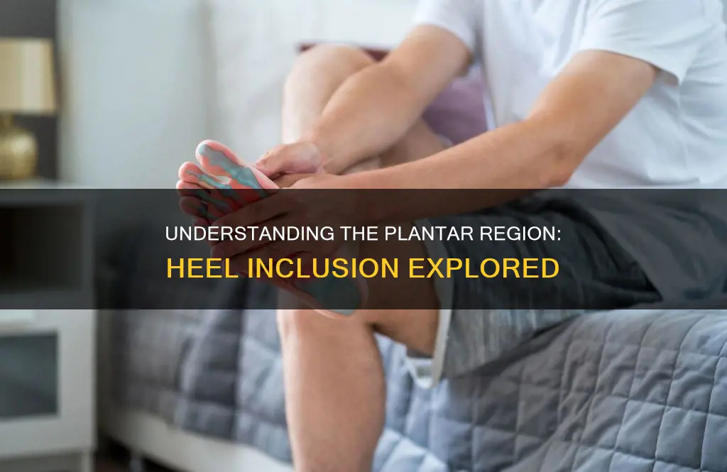 does the heel of the foot constitute the plantar region