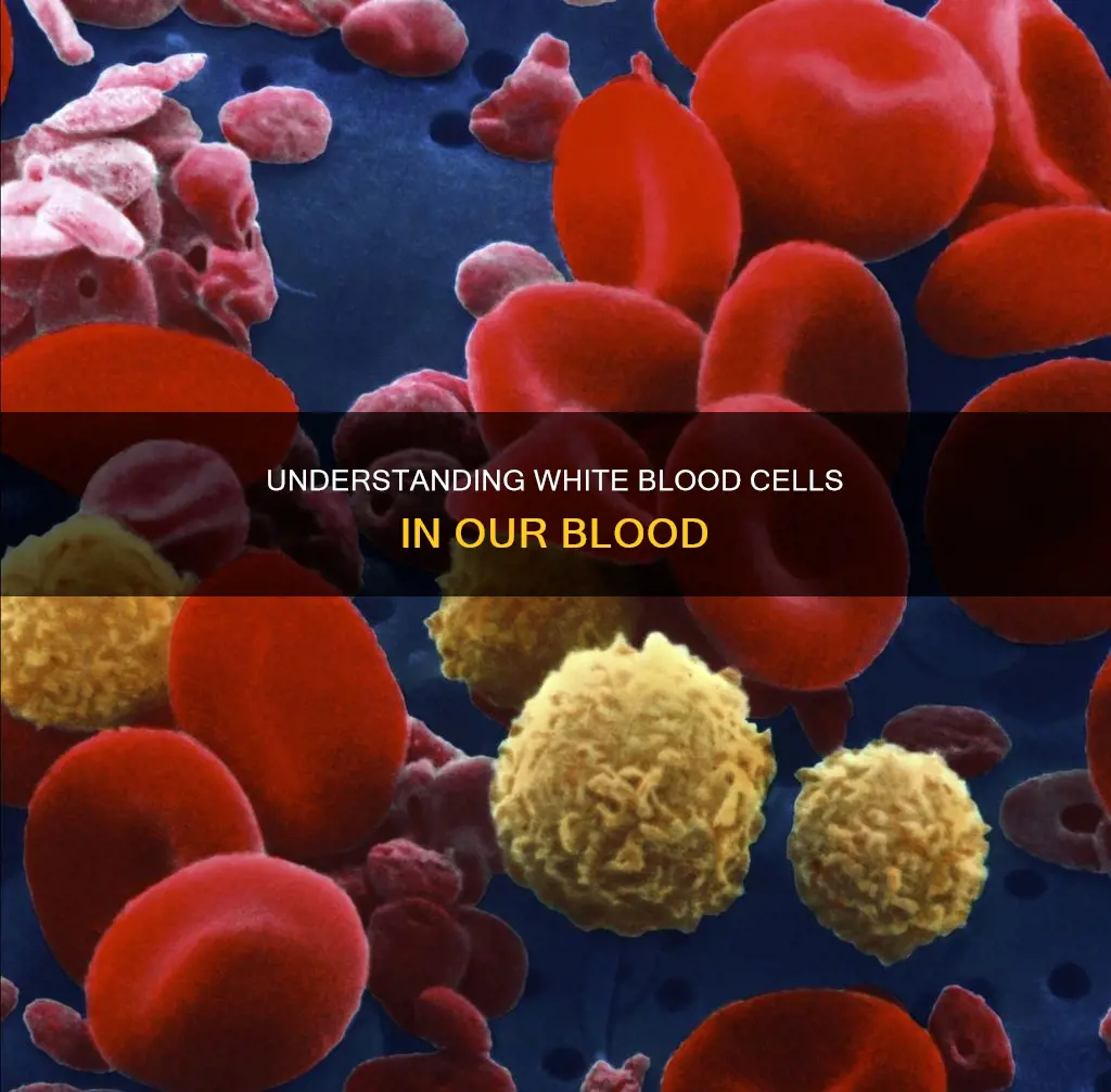 does white blood cells constitutes most of the blood