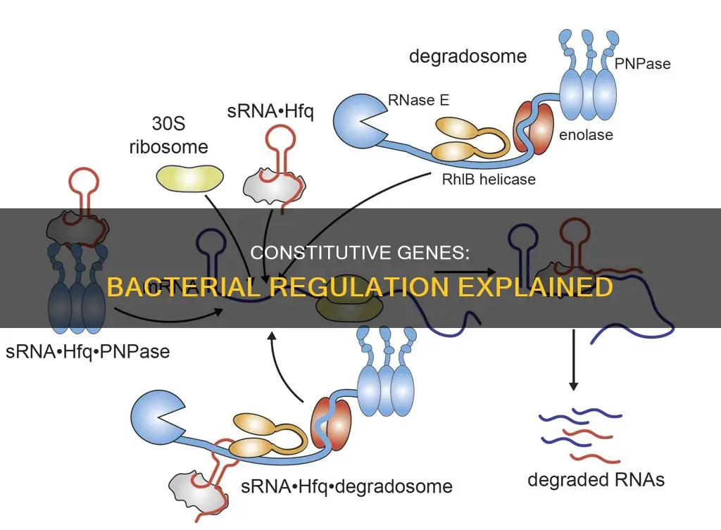 how are constitutive genes in bacteria regulated chegg