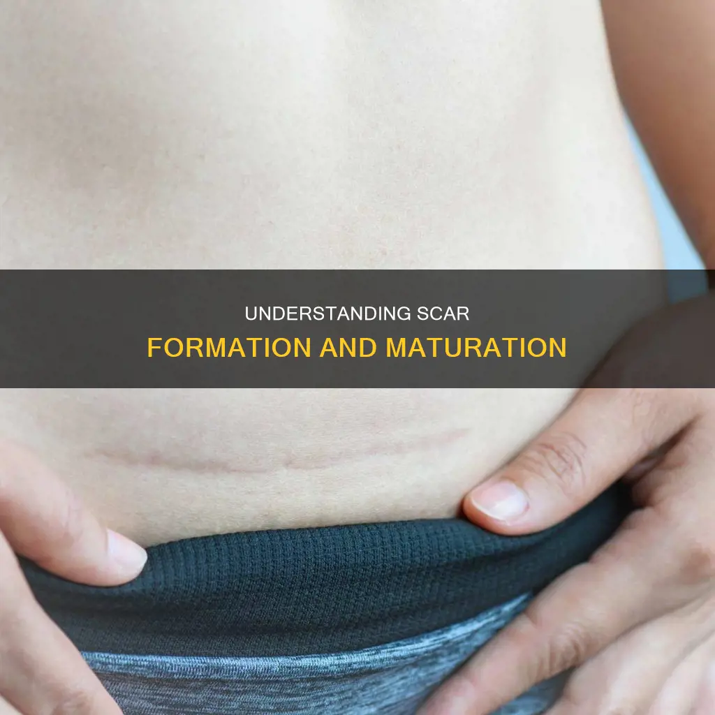 how are scars formed what constitutes a mature scar