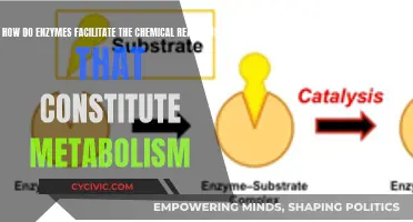 Enzymes: Facilitating Metabolism's Chemical Reactions