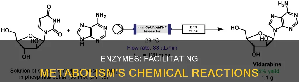 how do enzymes facilitate the chemical reactions that constitute metabolism