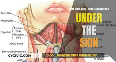 Bone Structure: What Lies Beneath the Skin?