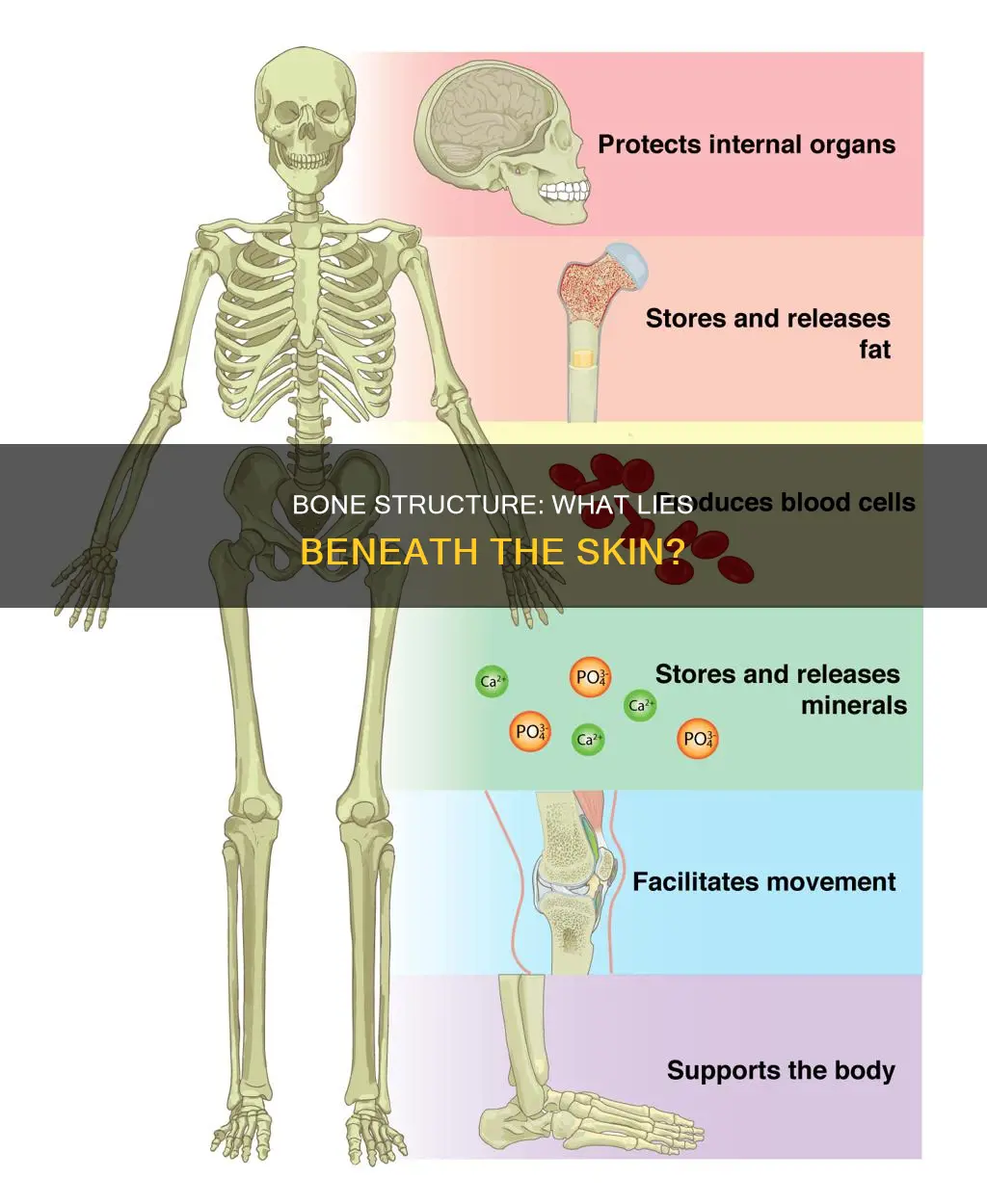 how does bone constitution look under the skin