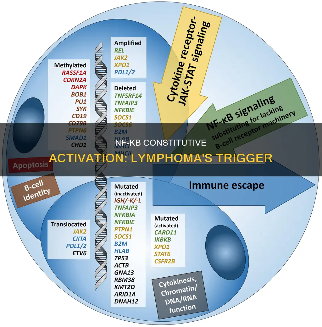 how does constitutive activation of nf-kappab lead to lymphomagenesis