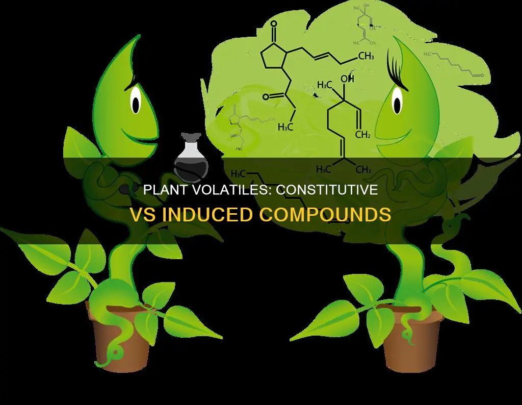 how does constitutive plant volatiles differ from induced volatiles