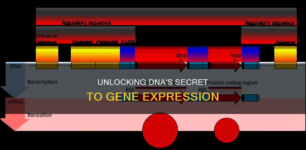 how does dna ensure constitutive genes are expressed more frequently