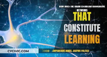 The Brain's Intricate Web of Learning