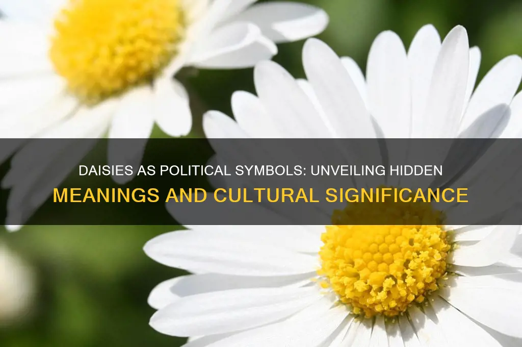 how is daisies political