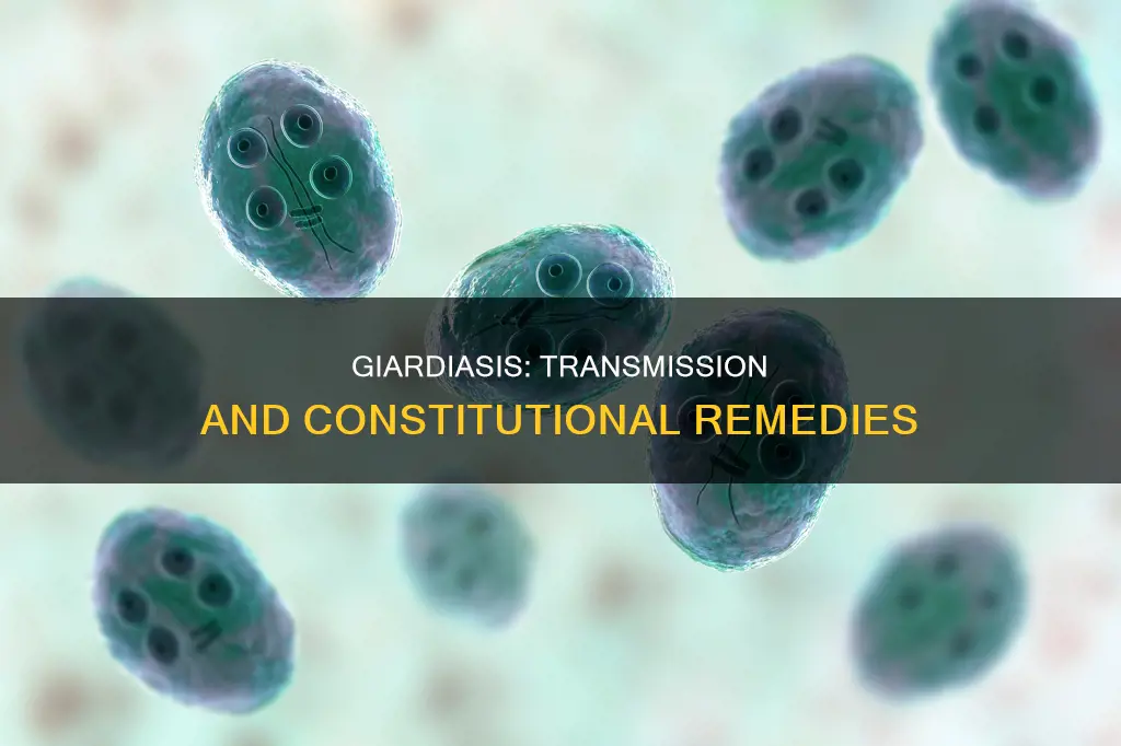 how is giardiasis transmitted and how the constitution fixed them