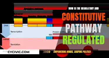Regulatory and Constitutive Pathways: Understanding Their Control Mechanisms