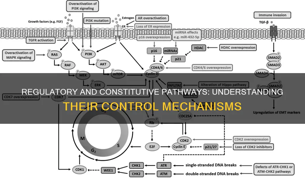 how is the regulatory and constitutive pathway regulated