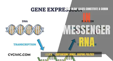 The Building Blocks of Messenger RNA: Codon Base Structure