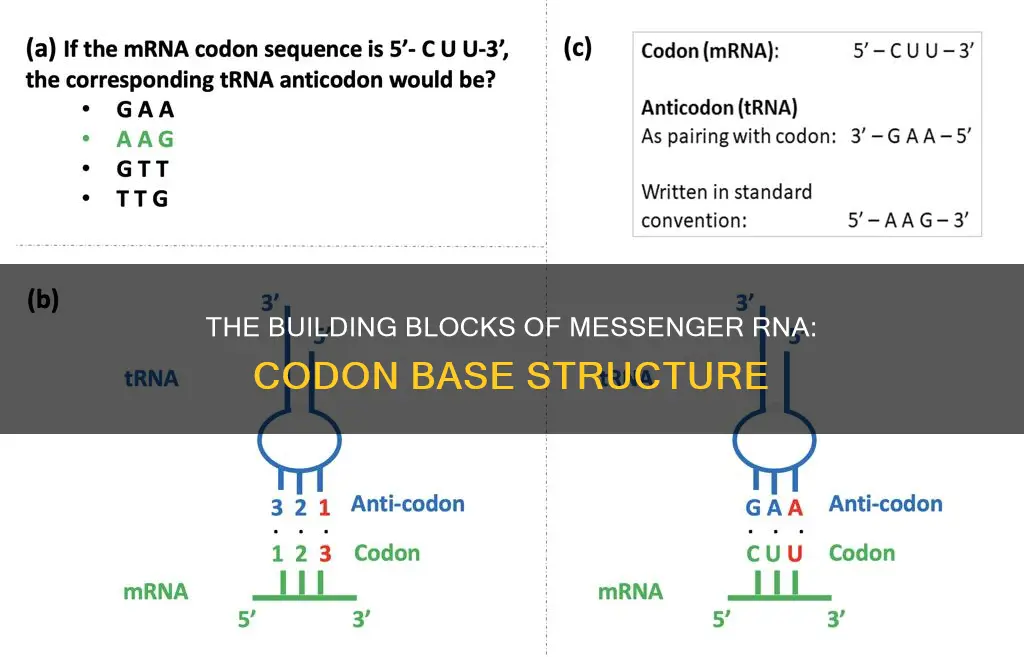 how many bases constitute a codon in messenger rna