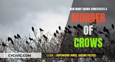 Cawing Crow Crowd: What Makes a Murder?
