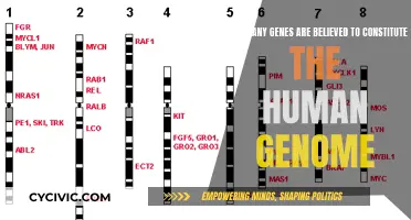 The Human Genome: Unlocking the Gene Count Mystery