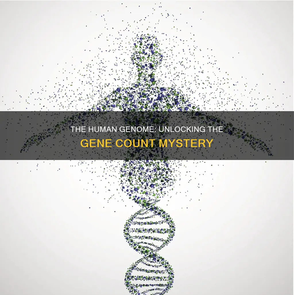 how many genes are believed to constitute the human genome
